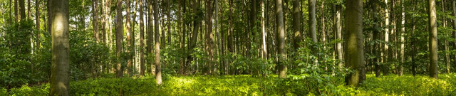 Whispers of the Forest: A Panoramic Ode to Nature’s Serenity