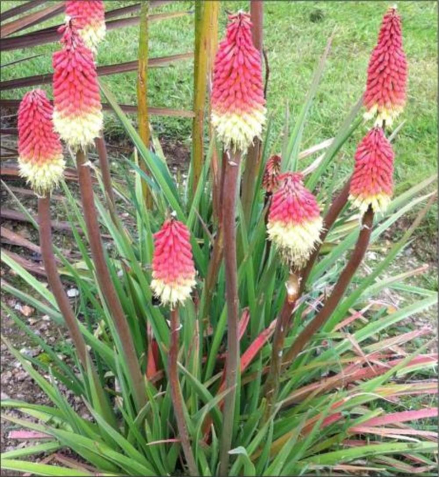 Kniphofia, Red Hot poker - 1ltr pot