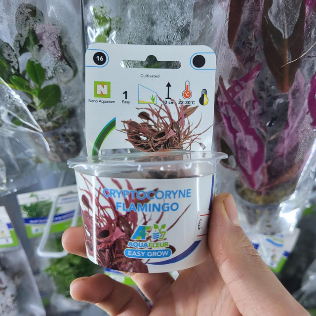 Easygrow Cryptocoryne Flamingo 8715897337888