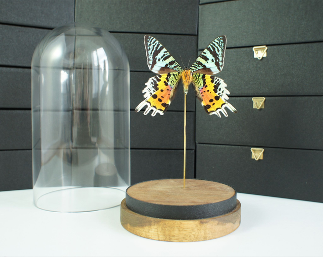 Chrysiridia rhipheus (verso)