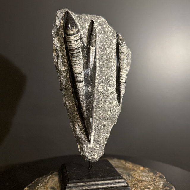 Orthocéras sur socle 003