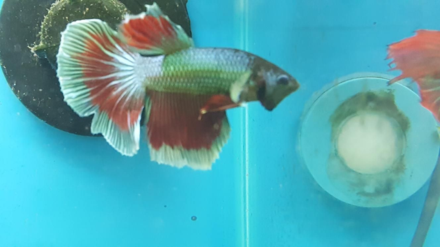 Siamese fighter male long fin delta 