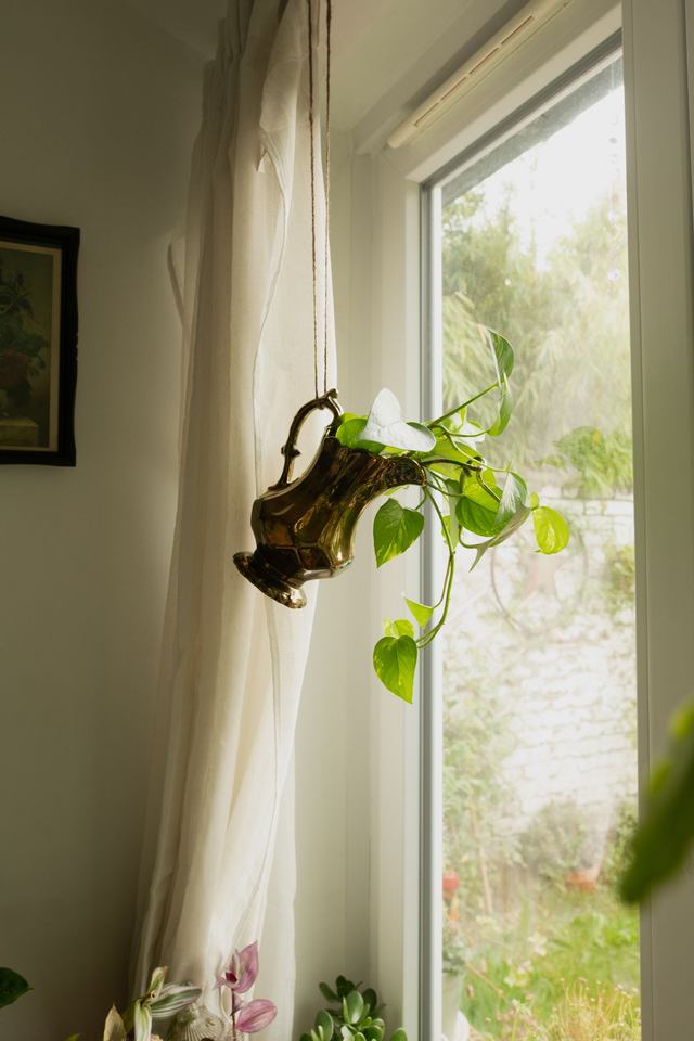 Baroque Roots 🖤 Pichet Holographique + Boutures