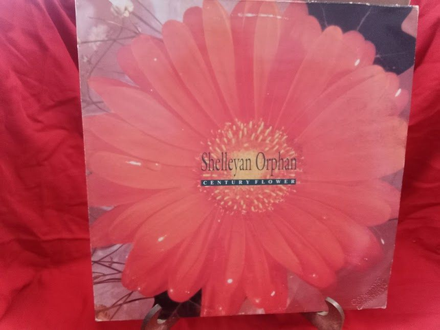 Shelleyan Orphan – Century Flower