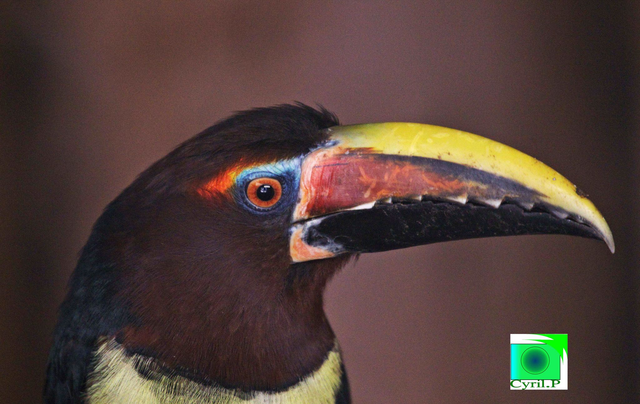 pteroglossus castanotis Dimensions extérieures : 62 x 47 cm 1 cm bord blanc 