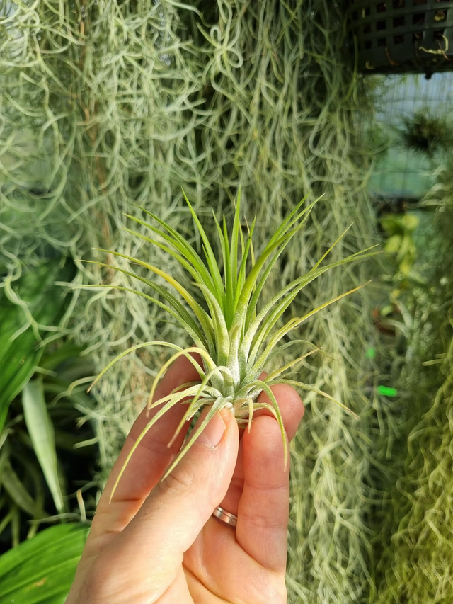 Tillandsia ionantha Druid