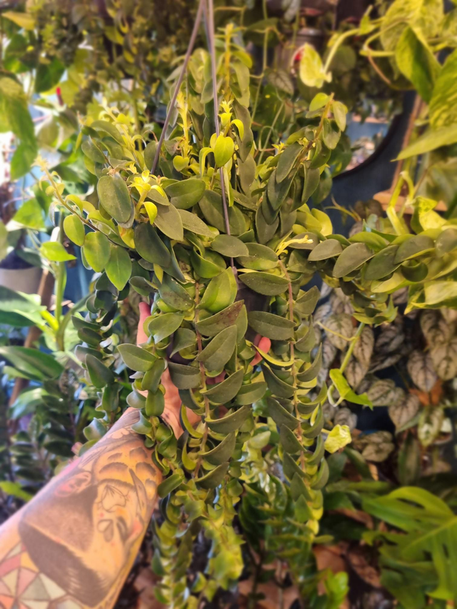 Lipstick plant