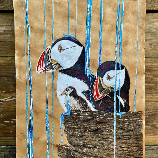 Puffins in the rain 