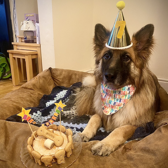 Birthday Bandana/bow tie