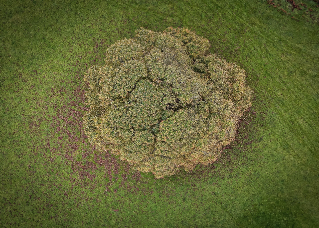 Signed Limited Edition Print - Old Sycamore