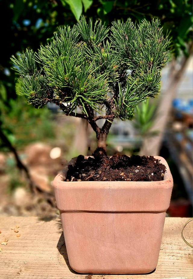 S08 . Pinus Mugo in "Quadro Arena di CorinoBruna"