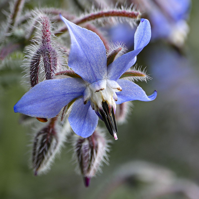 Makrofotografie: Blumen – Privatkurs & Einzelcoaching