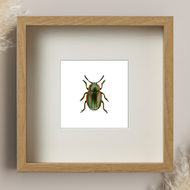 Scarabé - Hydrothassa hannoveriana