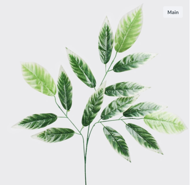 Nut leaf stem variegated