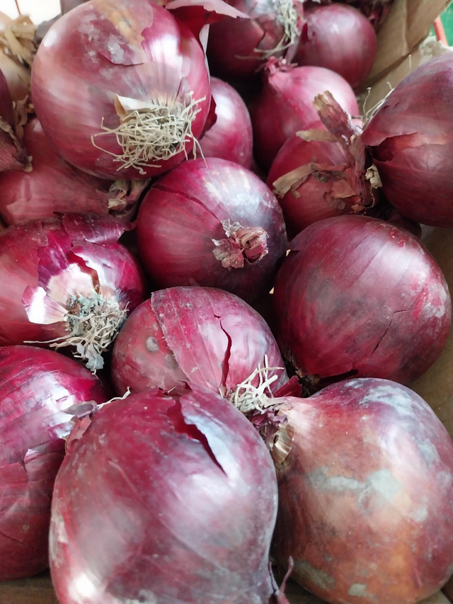Red Onion 2