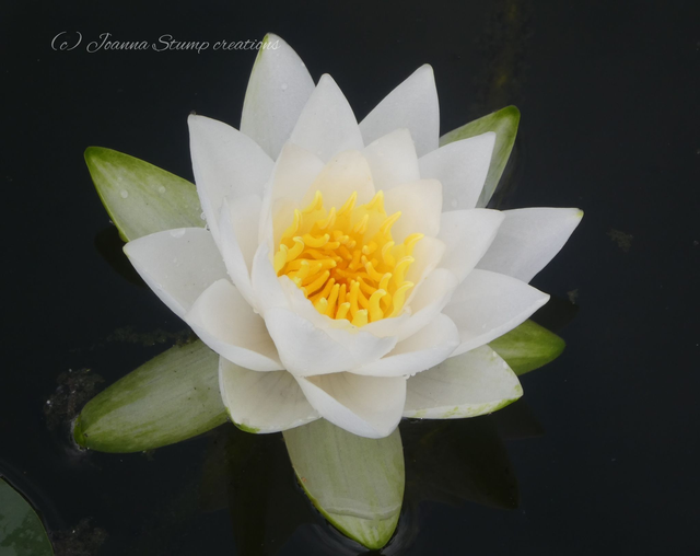 Photographic Open Edition Print from my "Floral" collection, "Starburst"