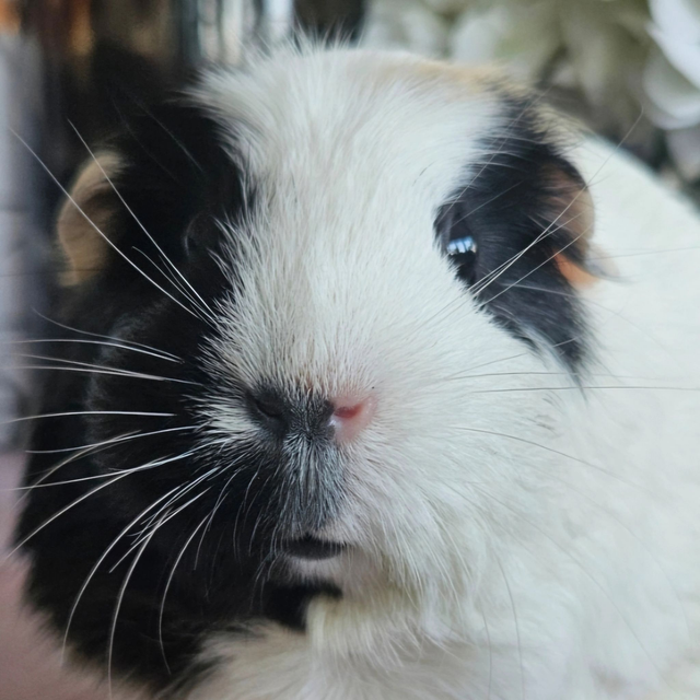 £1,000 donation to Patch's Piggy Trust