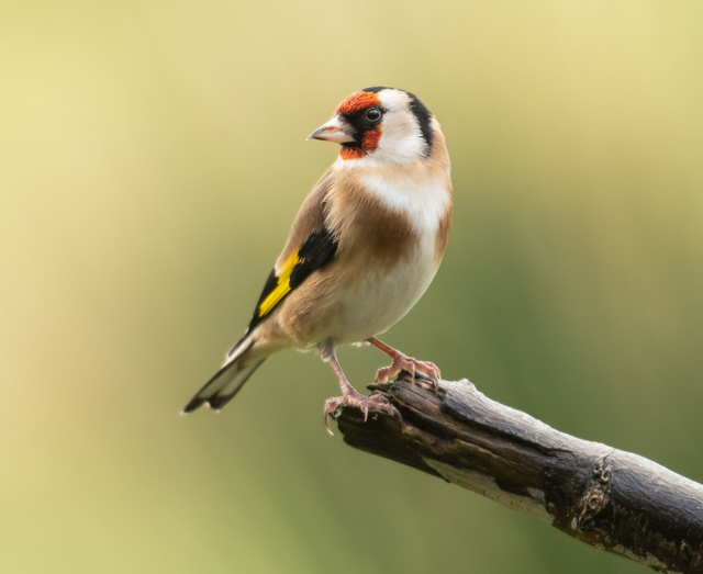 20 x 20cm Goldfinch 