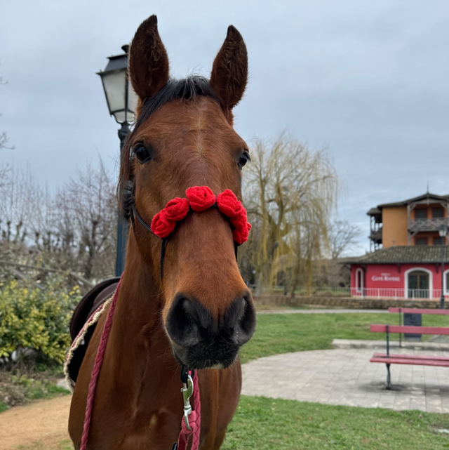 Licol Rosalia taille cheval - rouge et noir 