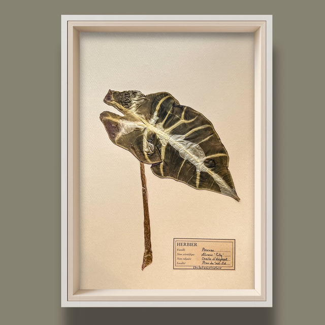 Herbier A4 - Alocasia Polly 