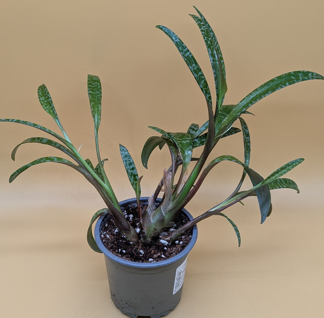 Scilla violacea Tigerblatt