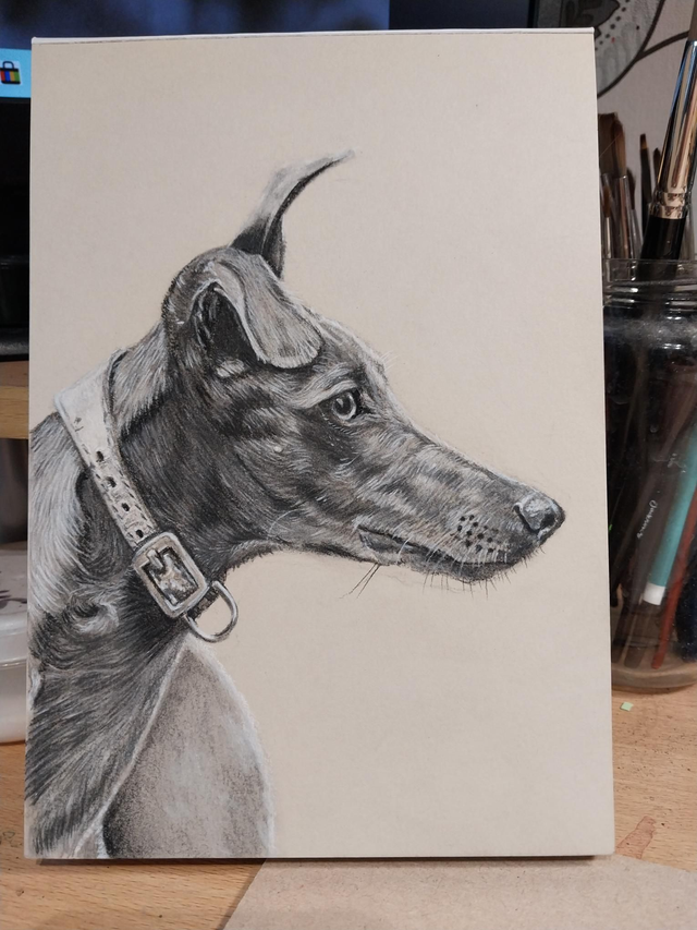 Whippet in charcoal