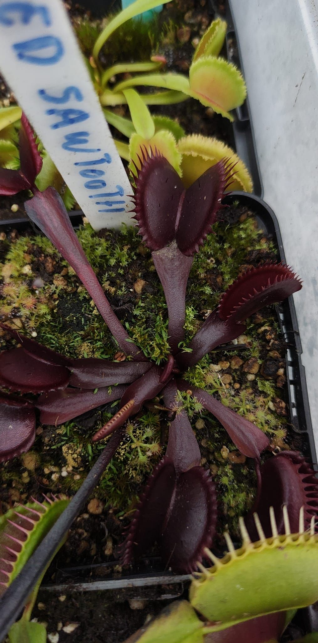 Dionaea muscipula - Red Sawtooth
