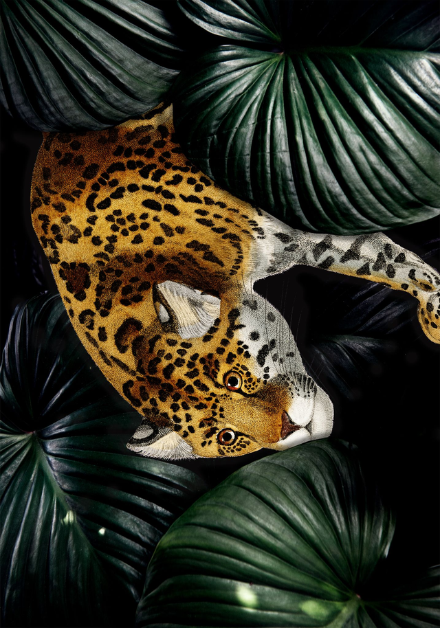 Leopard in the jungle