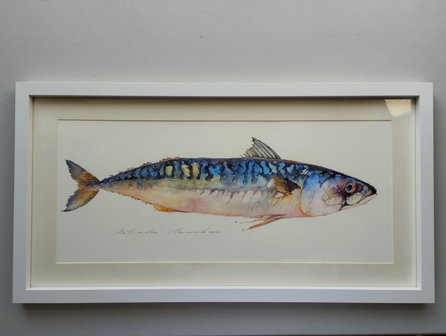 Mackerel freshly caught. Original watercolor painting