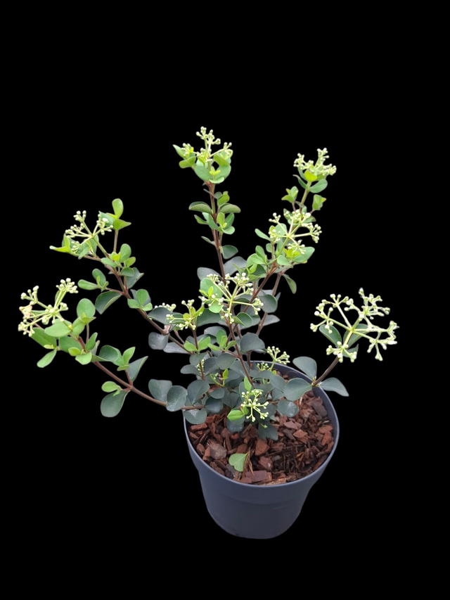 Viburnum &#039;Fairy Stars&#039; 1.4 litre