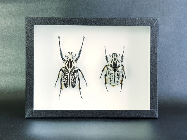 Goliathus goliathus meleagris (petit couple)