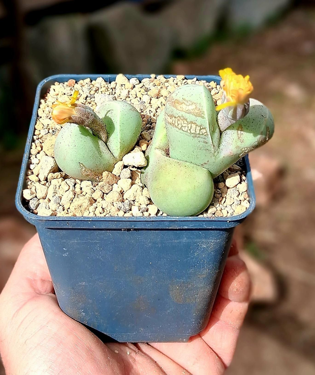 D123 . Argyroderma delaetli