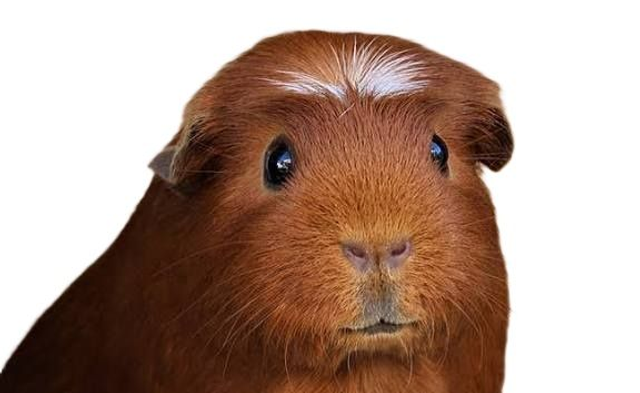 Cochon d'Inde couronné mâle