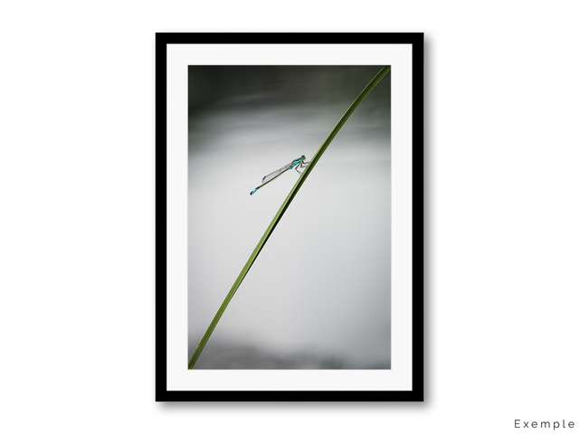 Petite demoiselle sur un roseau 