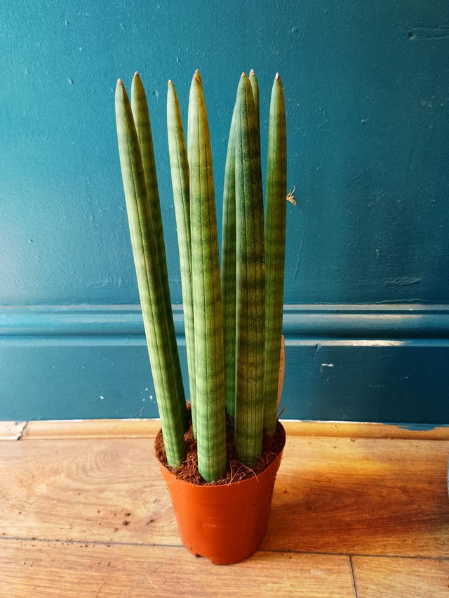 Sansevieria straight in 12cm pot 40cm tall 