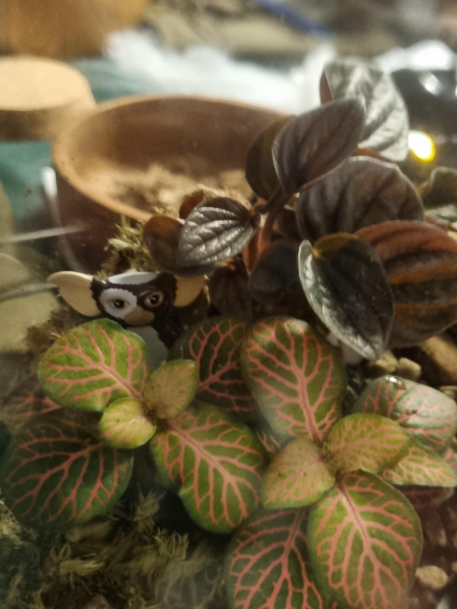 Terrarium workshop 8th January 6.30-8.30pm