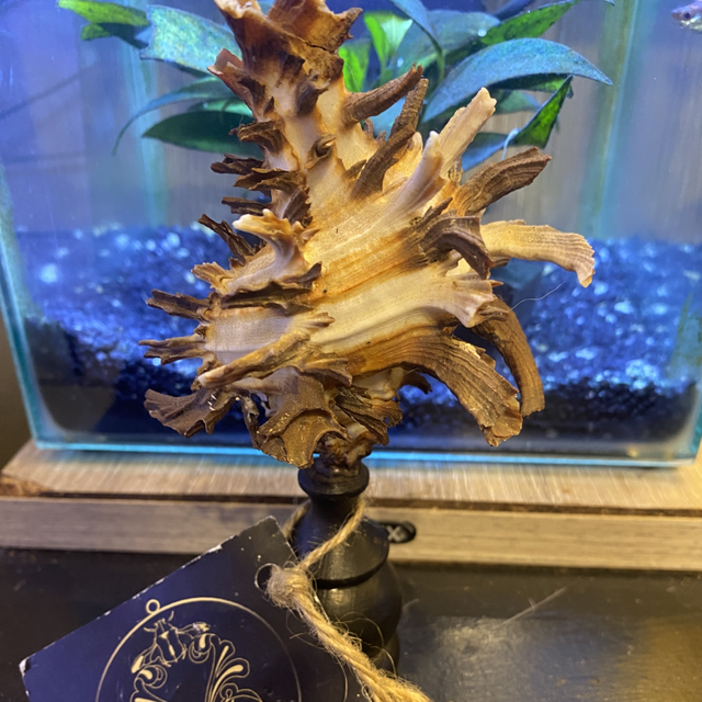 Coquillage hexaplex cichoreuve 