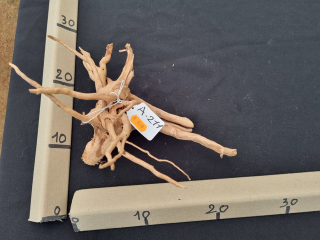 Racine araignée A-211