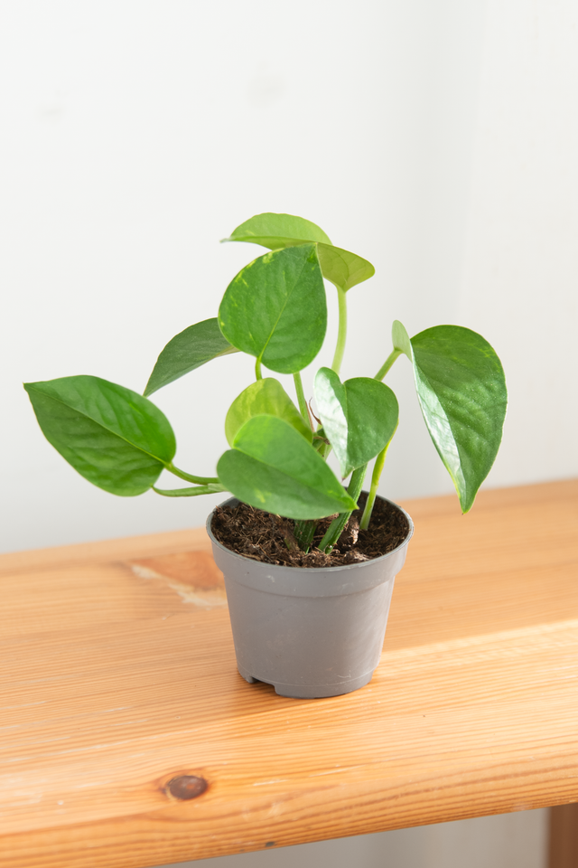 Epipremnum Aureum 'Golden Pothos' (mini) 🌿