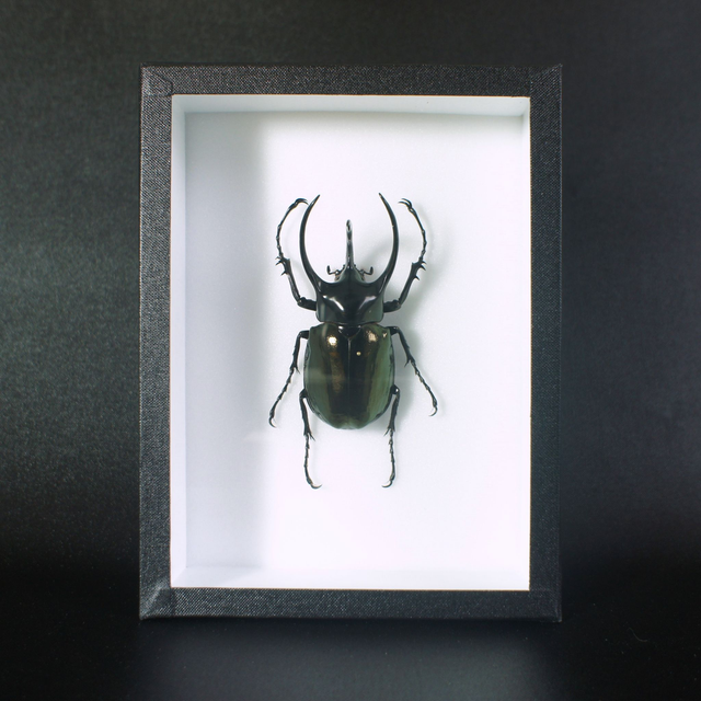 Chalcosoma caucasus chiron