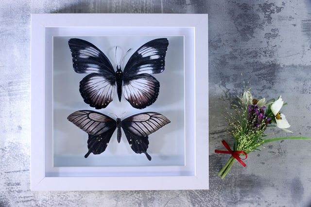 Ethical Entomology: Two Butterflies