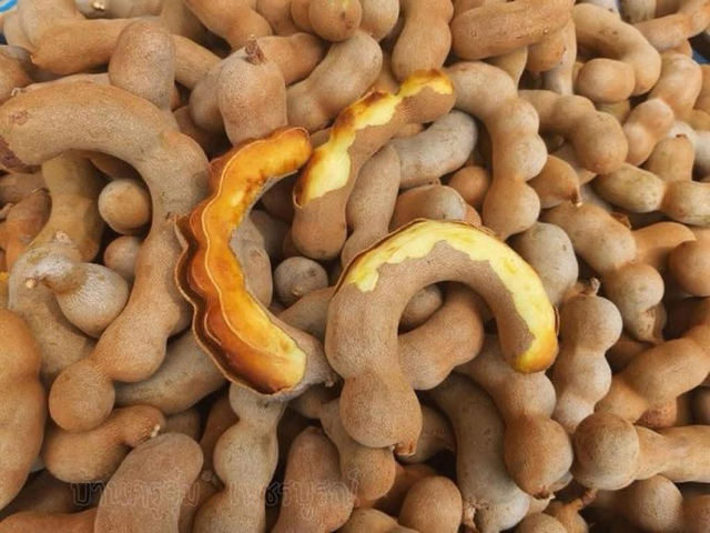 Sweet Tamarin มะขามหวานขาหมู