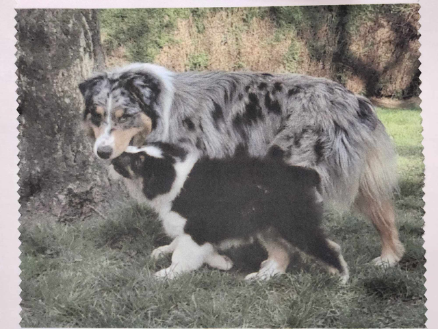 Lingette lunette &quot; Family  &quot; commande personnalisée 