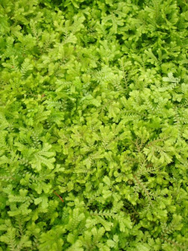 Selaginella kraussiana 'Aurea' -Krauss's Gold Spikemoss P9 (0.5l) 