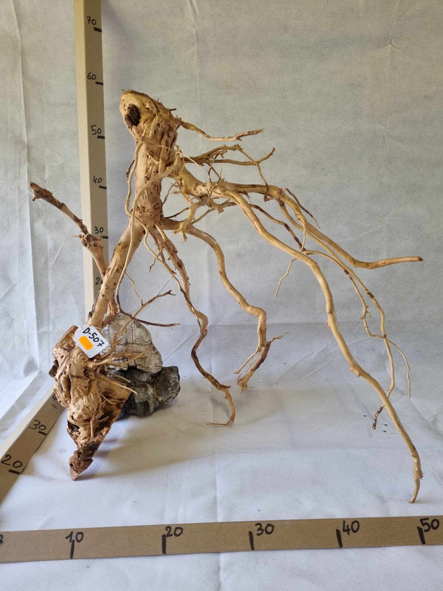 Racine Dragon Skin D-507