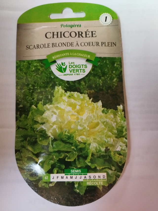 Chicorée Scarole blonde a cœur plein