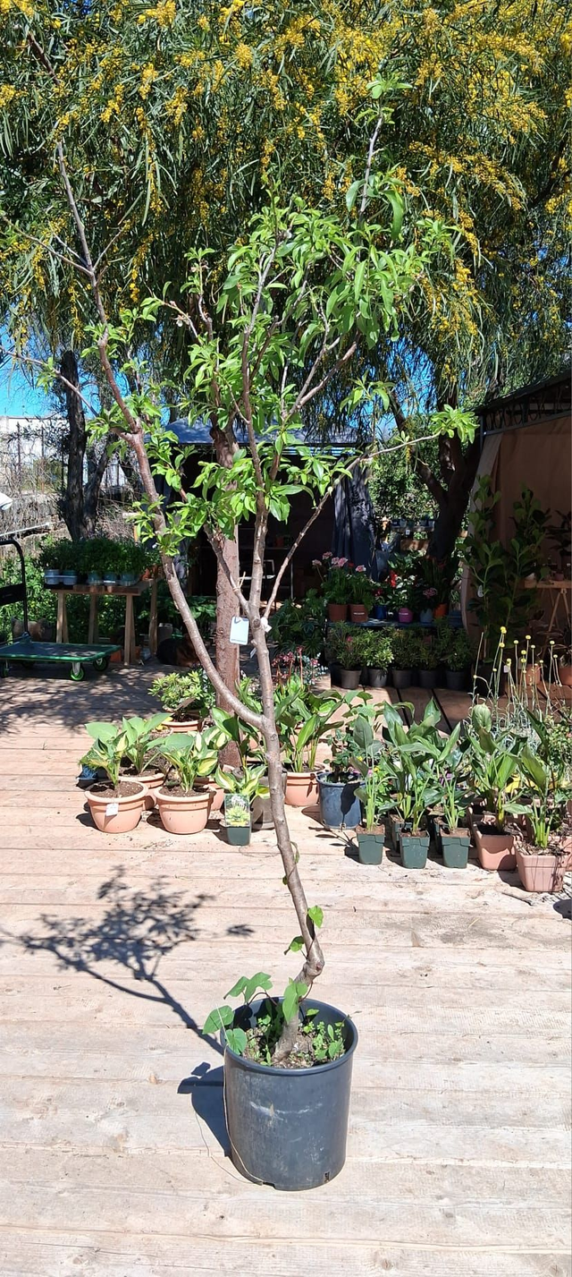 N09. Mandorlo Pizzuta d'Avola