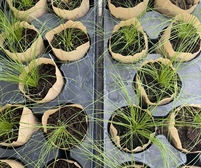 Stipa Ponytails