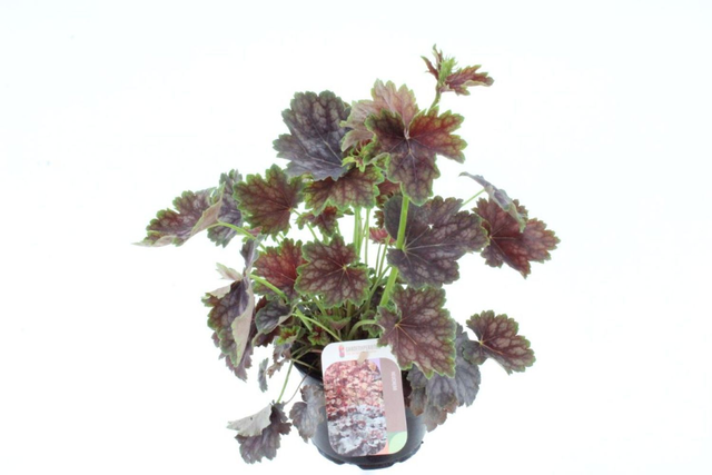 A16 . Heuchera americana 'Marvelous Marble'