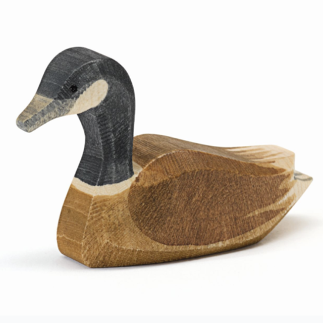 Ostheimer Kanadagans schwimmend